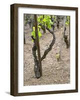 Vineyards in the Cote Rotie District, Ampuis, Rhone, France-Per Karlsson-Framed Photographic Print