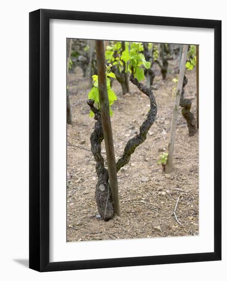 Vineyards in the Cote Rotie District, Ampuis, Rhone, France-Per Karlsson-Framed Photographic Print