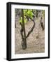 Vineyards in the Cote Rotie District, Ampuis, Rhone, France-Per Karlsson-Framed Photographic Print