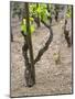 Vineyards in the Cote Rotie District, Ampuis, Rhone, France-Per Karlsson-Mounted Photographic Print