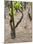 Vineyards in the Cote Rotie District, Ampuis, Rhone, France-Per Karlsson-Mounted Photographic Print