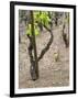 Vineyards in the Cote Rotie District, Ampuis, Rhone, France-Per Karlsson-Framed Photographic Print