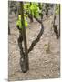 Vineyards in the Cote Rotie District, Ampuis, Rhone, France-Per Karlsson-Mounted Photographic Print