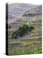 Vineyards in the Cote Rotie District, Ampuis, Rhone, France-Per Karlsson-Stretched Canvas