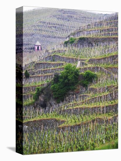 Vineyards in the Cote Rotie District, Ampuis, Rhone, France-Per Karlsson-Stretched Canvas