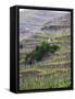 Vineyards in the Cote Rotie District, Ampuis, Rhone, France-Per Karlsson-Framed Stretched Canvas