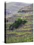 Vineyards in the Cote Rotie District, Ampuis, Rhone, France-Per Karlsson-Stretched Canvas