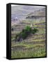 Vineyards in the Cote Rotie District, Ampuis, Rhone, France-Per Karlsson-Framed Stretched Canvas