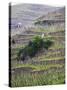 Vineyards in the Cote Rotie District, Ampuis, Rhone, France-Per Karlsson-Stretched Canvas