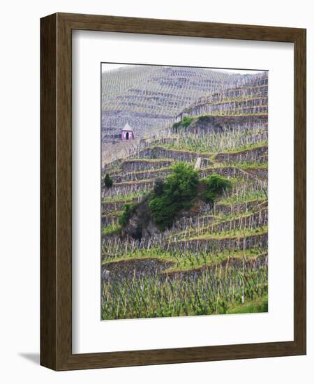 Vineyards in the Cote Rotie District, Ampuis, Rhone, France-Per Karlsson-Framed Photographic Print