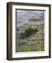 Vineyards in the Cote Rotie District, Ampuis, Rhone, France-Per Karlsson-Framed Photographic Print