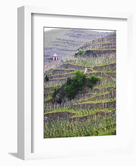 Vineyards in the Cote Rotie District, Ampuis, Rhone, France-Per Karlsson-Framed Photographic Print