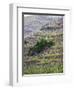 Vineyards in the Cote Rotie District, Ampuis, Rhone, France-Per Karlsson-Framed Photographic Print