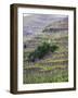 Vineyards in the Cote Rotie District, Ampuis, Rhone, France-Per Karlsson-Framed Photographic Print