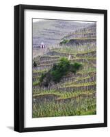 Vineyards in the Cote Rotie District, Ampuis, Rhone, France-Per Karlsson-Framed Photographic Print