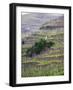 Vineyards in the Cote Rotie District, Ampuis, Rhone, France-Per Karlsson-Framed Photographic Print