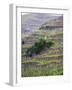 Vineyards in the Cote Rotie District, Ampuis, Rhone, France-Per Karlsson-Framed Photographic Print