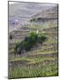 Vineyards in the Cote Rotie District, Ampuis, Rhone, France-Per Karlsson-Mounted Photographic Print