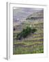 Vineyards in the Cote Rotie District, Ampuis, Rhone, France-Per Karlsson-Framed Photographic Print