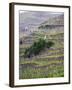 Vineyards in the Cote Rotie District, Ampuis, Rhone, France-Per Karlsson-Framed Photographic Print