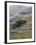 Vineyards in the Cote Rotie District, Ampuis, Rhone, France-Per Karlsson-Framed Photographic Print