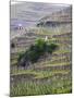 Vineyards in the Cote Rotie District, Ampuis, Rhone, France-Per Karlsson-Mounted Photographic Print