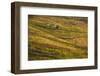 Vineyards in the Douro Valley, Portugal-Mark A Johnson-Framed Photographic Print