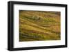 Vineyards in the Douro Valley, Portugal-Mark A Johnson-Framed Photographic Print