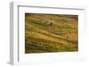 Vineyards in the Douro Valley, Portugal-Mark A Johnson-Framed Photographic Print