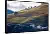 Vineyards in the Douro Valley, Portugal-Mark A Johnson-Framed Stretched Canvas