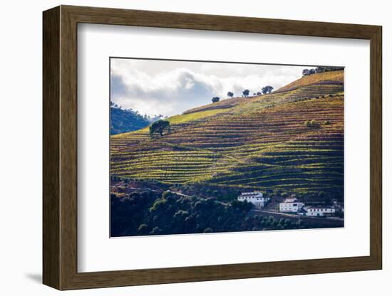 Vineyards in the Douro Valley, Portugal-Mark A Johnson-Framed Photographic Print