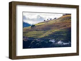 Vineyards in the Douro Valley, Portugal-Mark A Johnson-Framed Photographic Print