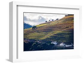 Vineyards in the Douro Valley, Portugal-Mark A Johnson-Framed Photographic Print