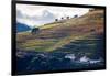 Vineyards in the Douro Valley, Portugal-Mark A Johnson-Framed Photographic Print