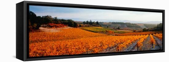 Vineyards in the Late Afternoon Autumn Light, Provence-Alpes-Cote D'Azur, France-null-Framed Stretched Canvas