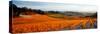 Vineyards in the Late Afternoon Autumn Light, Provence-Alpes-Cote D'Azur, France-null-Stretched Canvas