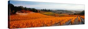 Vineyards in the Late Afternoon Autumn Light, Provence-Alpes-Cote D'Azur, France-null-Stretched Canvas