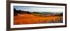 Vineyards in the Late Afternoon Autumn Light, Provence-Alpes-Cote D'Azur, France-null-Framed Photographic Print