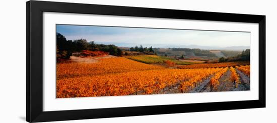 Vineyards in the Late Afternoon Autumn Light, Provence-Alpes-Cote D'Azur, France-null-Framed Photographic Print