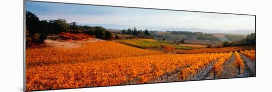 Vineyards in the Late Afternoon Autumn Light, Provence-Alpes-Cote D'Azur, France-null-Mounted Photographic Print