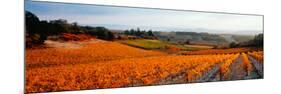 Vineyards in the Late Afternoon Autumn Light, Provence-Alpes-Cote D'Azur, France-null-Mounted Photographic Print