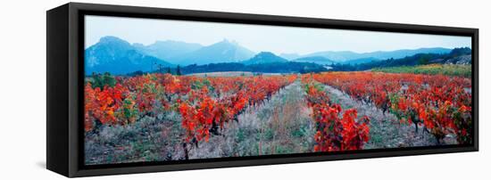 Vineyards in the Late Afternoon Autumn Light, Provence-Alpes-Cote D'Azur, France-null-Framed Stretched Canvas