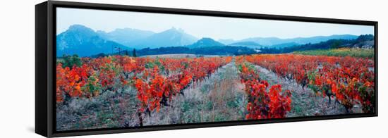 Vineyards in the Late Afternoon Autumn Light, Provence-Alpes-Cote D'Azur, France-null-Framed Stretched Canvas