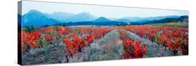 Vineyards in the Late Afternoon Autumn Light, Provence-Alpes-Cote D'Azur, France-null-Stretched Canvas