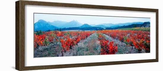 Vineyards in the Late Afternoon Autumn Light, Provence-Alpes-Cote D'Azur, France-null-Framed Photographic Print