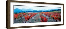 Vineyards in the Late Afternoon Autumn Light, Provence-Alpes-Cote D'Azur, France-null-Framed Photographic Print