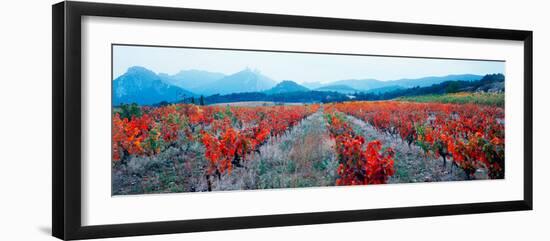 Vineyards in the Late Afternoon Autumn Light, Provence-Alpes-Cote D'Azur, France-null-Framed Photographic Print