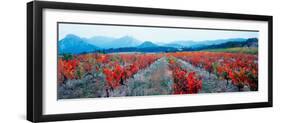 Vineyards in the Late Afternoon Autumn Light, Provence-Alpes-Cote D'Azur, France-null-Framed Photographic Print