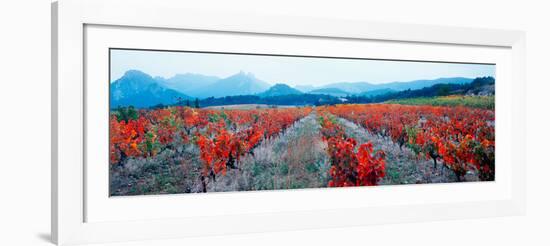 Vineyards in the Late Afternoon Autumn Light, Provence-Alpes-Cote D'Azur, France-null-Framed Photographic Print