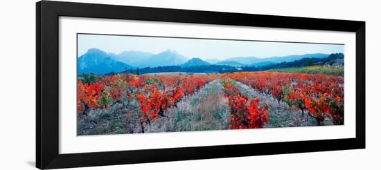 Vineyards in the Late Afternoon Autumn Light, Provence-Alpes-Cote D'Azur, France-null-Framed Photographic Print